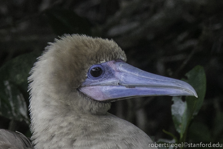 galapagos